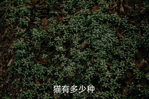 貓咪的品種，貓有哪些品種