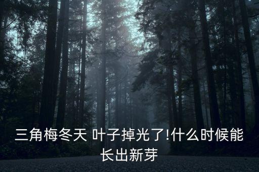 三角梅冬天 葉子掉光了!什么時候能長出新芽