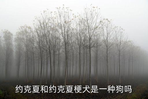 約克夏梗犬，約克夏和約克夏梗犬是一種狗嗎