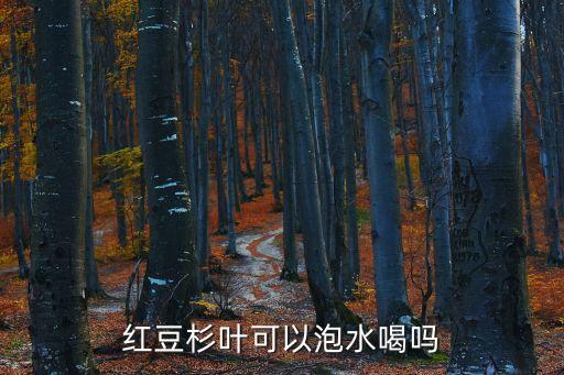紅豆杉葉，紅豆杉的葉子可以吃嗎怎么樣子吃法