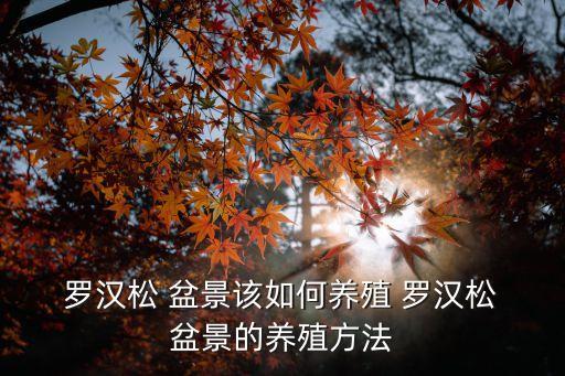 羅漢松盆景,羅漢松盆景如何熟化?