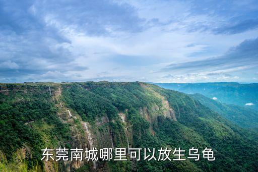 東莞南城哪里可以放生烏龜