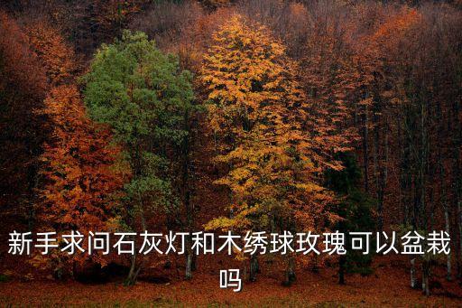 廣州能種石灰燈嗎，新手求問石灰燈和木繡球玫瑰可以盆栽嗎