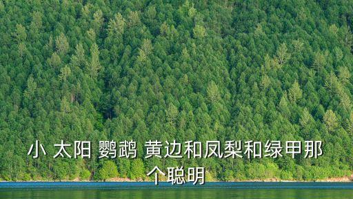 黃邊小太陽鸚鵡,二級保護動物菠蘿小太陽鸚鵡也受保護