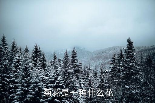  菊花是一種什么花