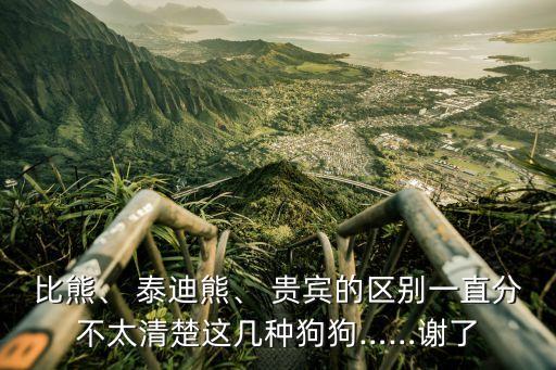 泰迪和貴賓的區別,貴賓和泰迪有哪些區別?