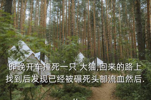 我找大貓,寵物店可能不收貓但貓耳很靈敏可以探險