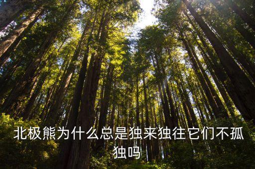 小北極熊,熊出沒之冬日樂翻天小北極熊