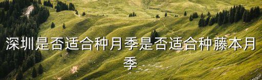 深圳 種植 薔薇，掛號求診 薔薇這是養護不好還是黑斑病呢