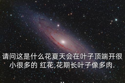 請問這是什么花夏天會在葉子頂端開很小很多的 紅花,花期長葉子像多肉...