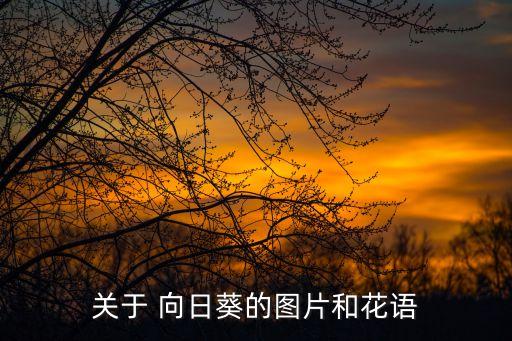 向日葵簡筆畫圖片大全,怎么畫?看這里!