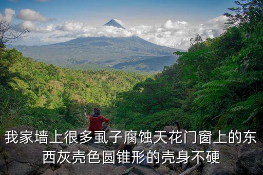 深圳偉泰天花，我家墻上很多虱子腐蝕天花門窗上的東西灰殼色圓錐形的殼身不硬