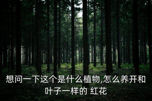 想問一下這個是什么植物,怎么養開和葉子一樣的 紅花