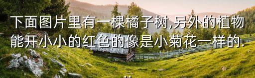 金魚吊蘭圖片,金魚吊蘭花開似金魚冬季最容易脫葉