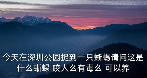 今天在深圳公園捉到一只蜥蜴請問這是什么蜥蜴 咬人么有毒么 可以養(yǎng)