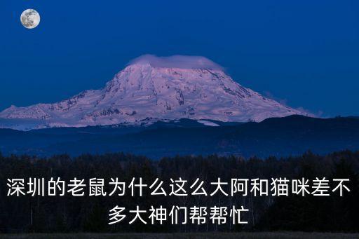 深圳老鼠多大，深圳的老鼠為什么這么大阿和貓咪差不多大神們幫幫忙