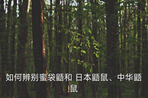 如何辨別蜜袋鼯和 日本鼯鼠、中華鼯鼠