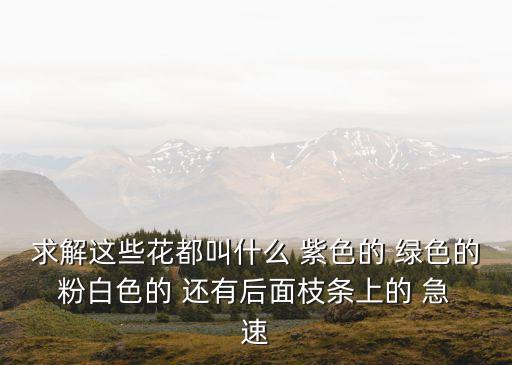 求解這些花都叫什么 紫色的 綠色的 粉白色的 還有后面枝條上的 急 速
