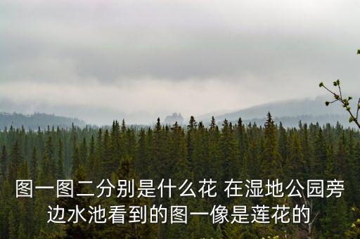 圖一圖二分別是什么花 在濕地公園旁邊水池看到的圖一像是蓮花的