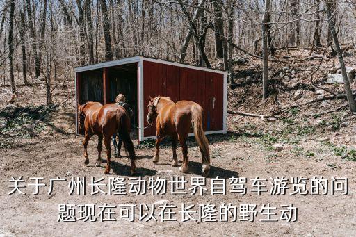 關于廣州長隆動物世界自駕車游覽的問題現在可以在長隆的野生動