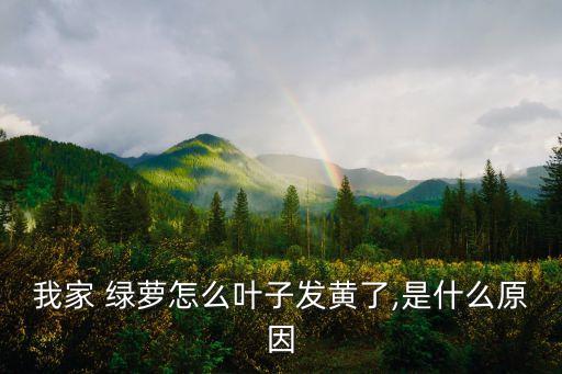 綠蘿黃葉