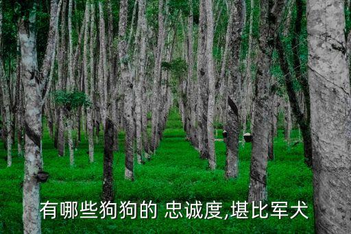 十大忠誠的狗排名,一生只認一個主人的狗排名