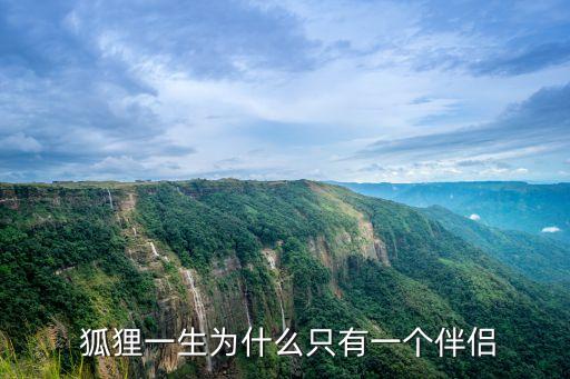 狐貍對主人忠誠嗎,寵物狐貍對主人忠誠嗎