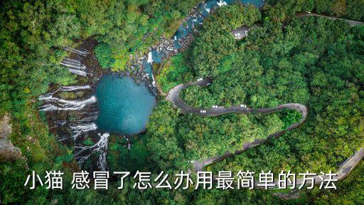 貓咪感冒了怎么辦,一個月大的小貓咪感冒了怎么辦