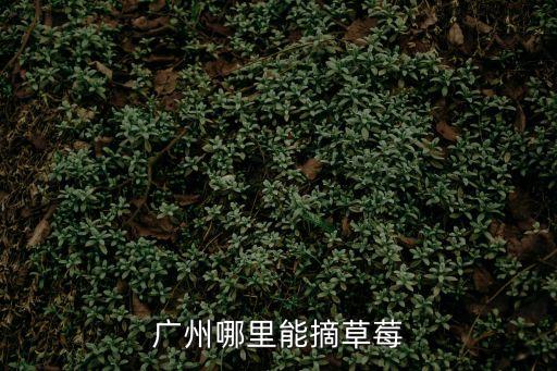 廣州幾點去摘草莓好，廣州草莓何時能摘