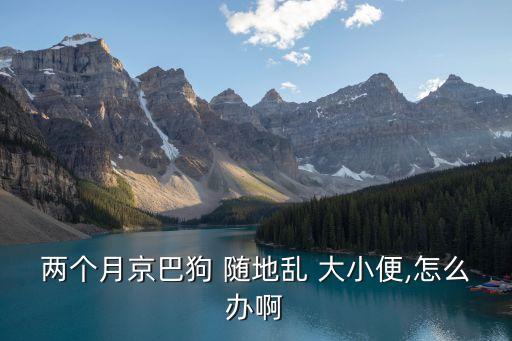 兩個月京巴狗 隨地亂 大小便,怎么辦啊