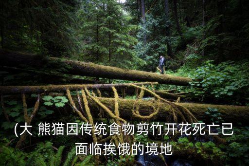(大 熊貓因傳統食物剪竹開花死亡已面臨挨餓的境地