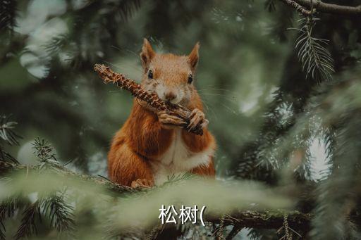 松樹的拼音,院子里有一顆松樹的拼音