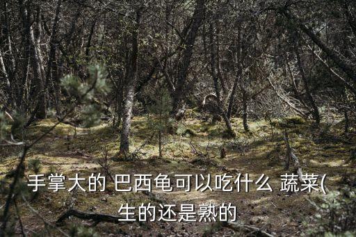 巴西龜吃什么蔬菜,龜皮潰爛圖片