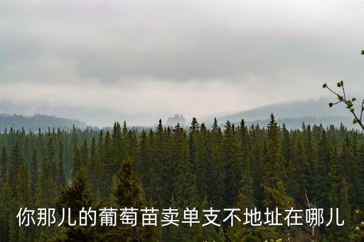 你那兒的葡萄苗賣(mài)單支不地址在哪兒