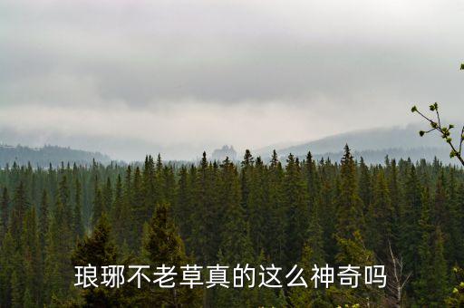 瑯琊不老草真的這么神奇嗎