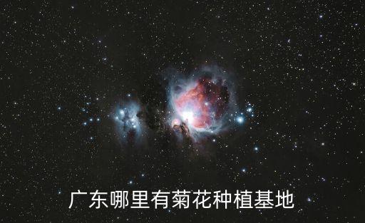 廣東哪里有菊花種植基地