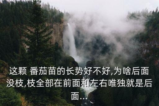 番茄圖片