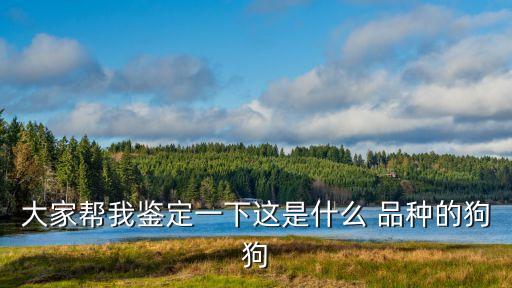 狗狗品種大全及圖片