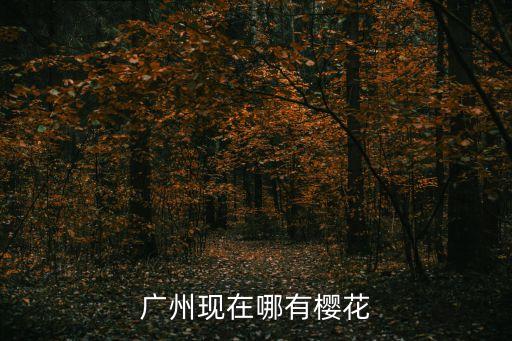 廣州現在哪有櫻花