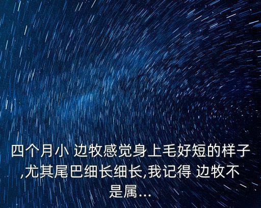 邊牧圖片,混血邊境牧羊犬怎么養?一起來看看!