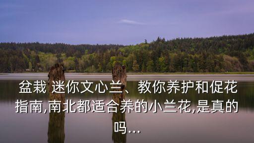 迷你盆栽,盆栽迷你西瓜栽培種植方法