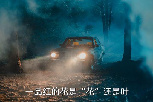  一品紅的花是“花”還是葉