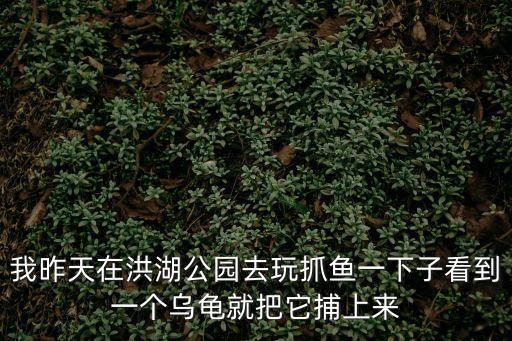 我昨天在洪湖公園去玩抓魚一下子看到一個烏龜就把它捕上來