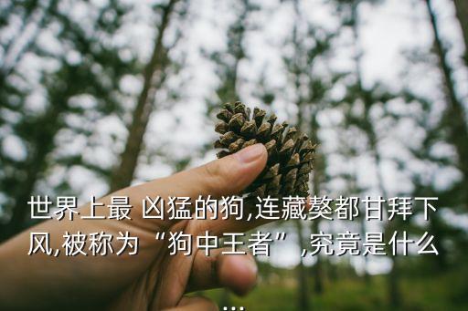世界上最 兇猛的狗,連藏獒都甘拜下風,被稱為“狗中王者”,究竟是什么...
