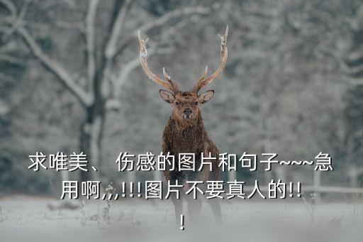 求唯美、 傷感的圖片和句子~~~急用啊,,,!!!圖片不要真人的!!!