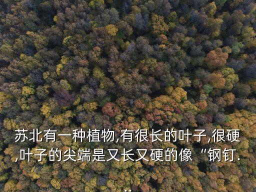 蘇北有一種植物,有很長的葉子,很硬,葉子的尖端是又長又硬的像“鋼釘...