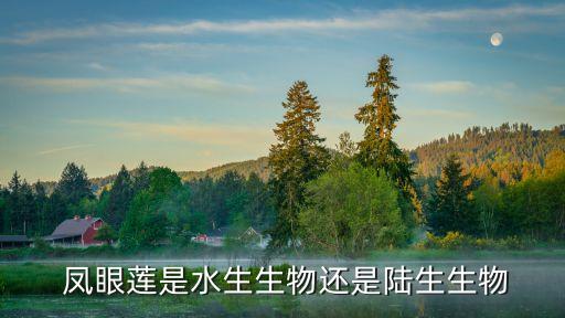  鳳眼蓮是水生生物還是陸生生物