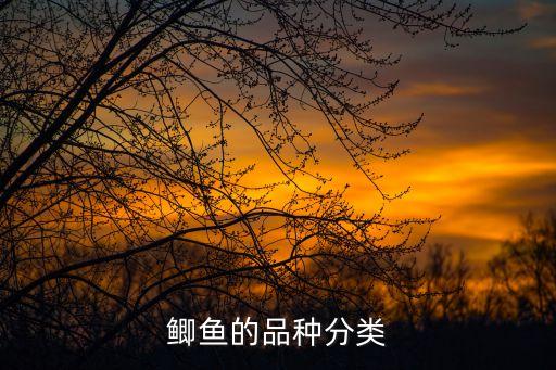 湘云鯽,工程鯽比普通鯽魚快3倍主要養殖品種是湘云鯽
