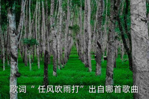 歌詞“ 任風(fēng)吹雨打”出自哪首歌曲