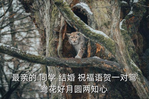 最親的 同學 結婚 祝福語賀一對鴛鴦花好月圓兩知心